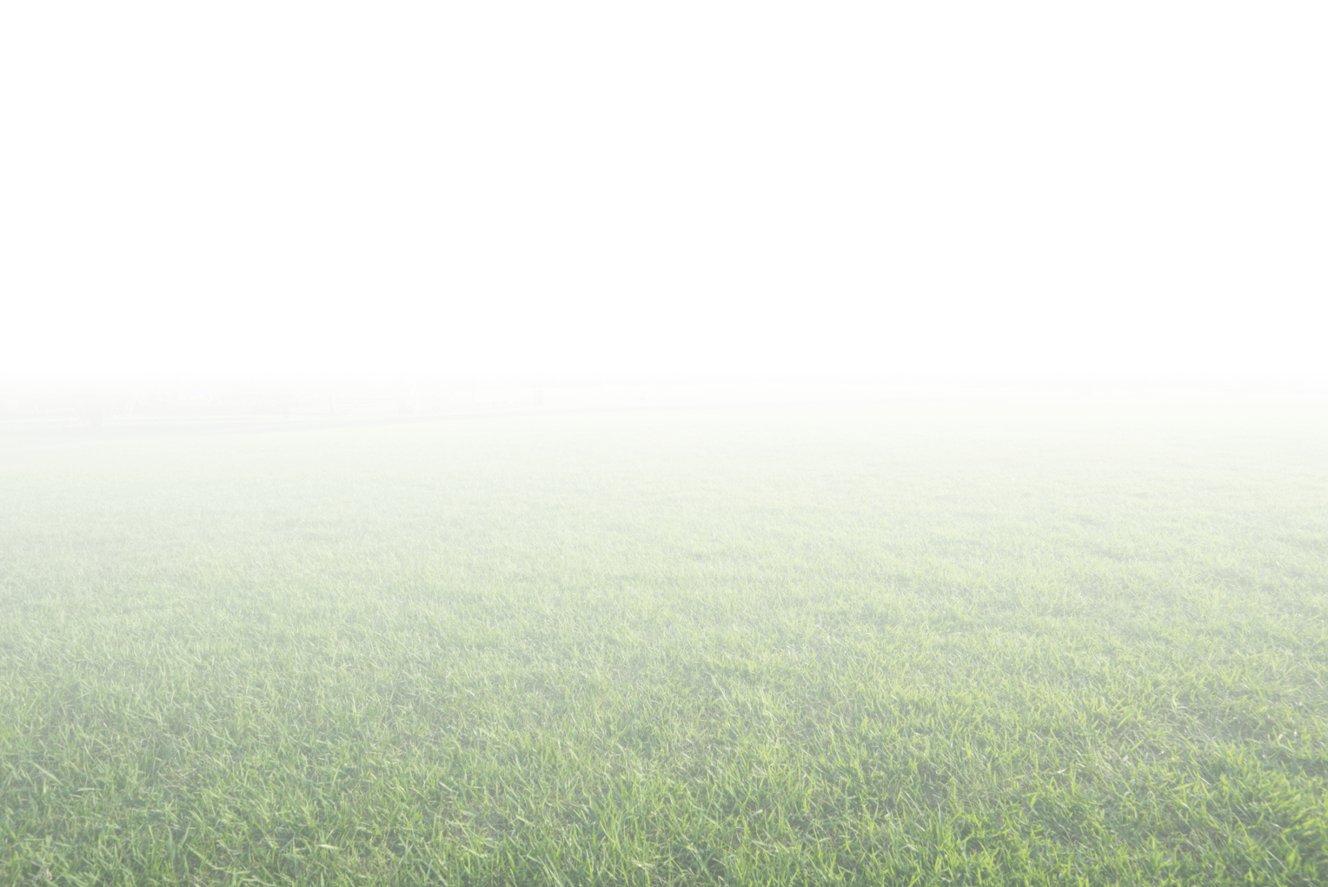 A field of grass fades into dense white fog, obscuring the background and creating an ethereal, tranquil atmosphere with limited visibility.