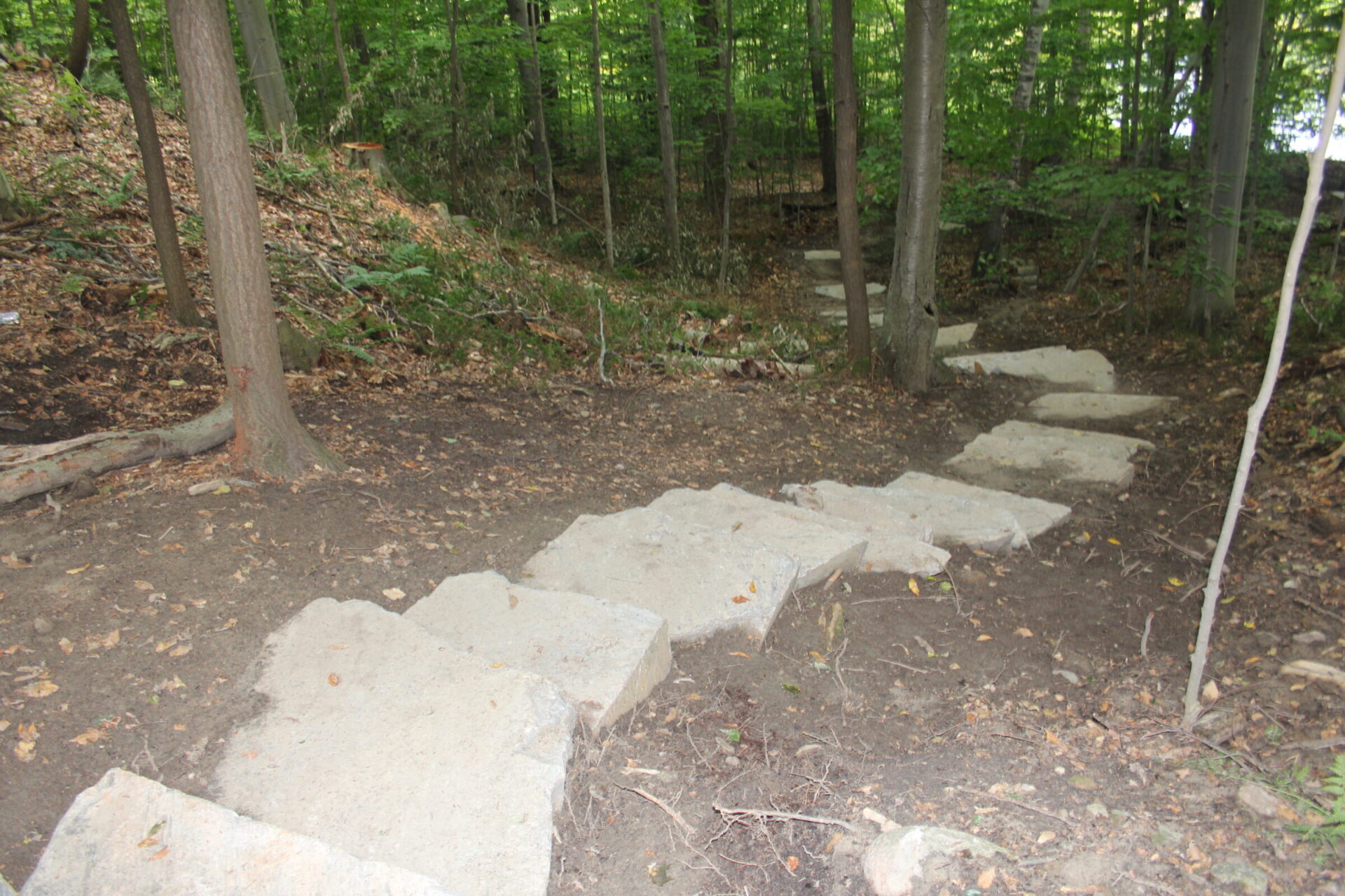 Stone steps lead through a serene wooded area, surrounded by tall trees and earthy pathways, creating a natural, peaceful atmosphere.