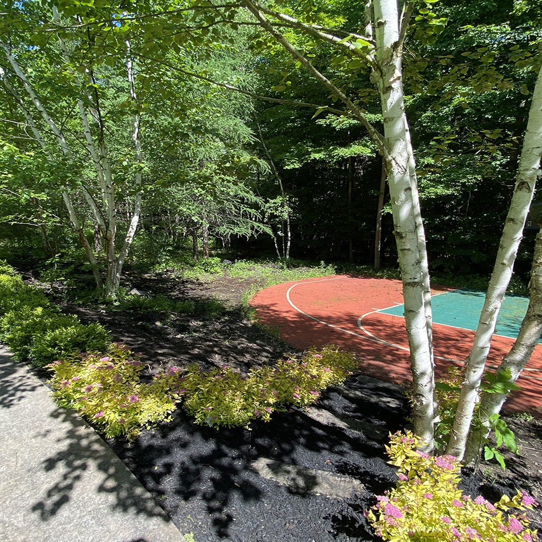 A peaceful, secluded outdoor basketball court surrounded by tall trees and vibrant greenery, with sunlight streaming through the canopy onto the path.